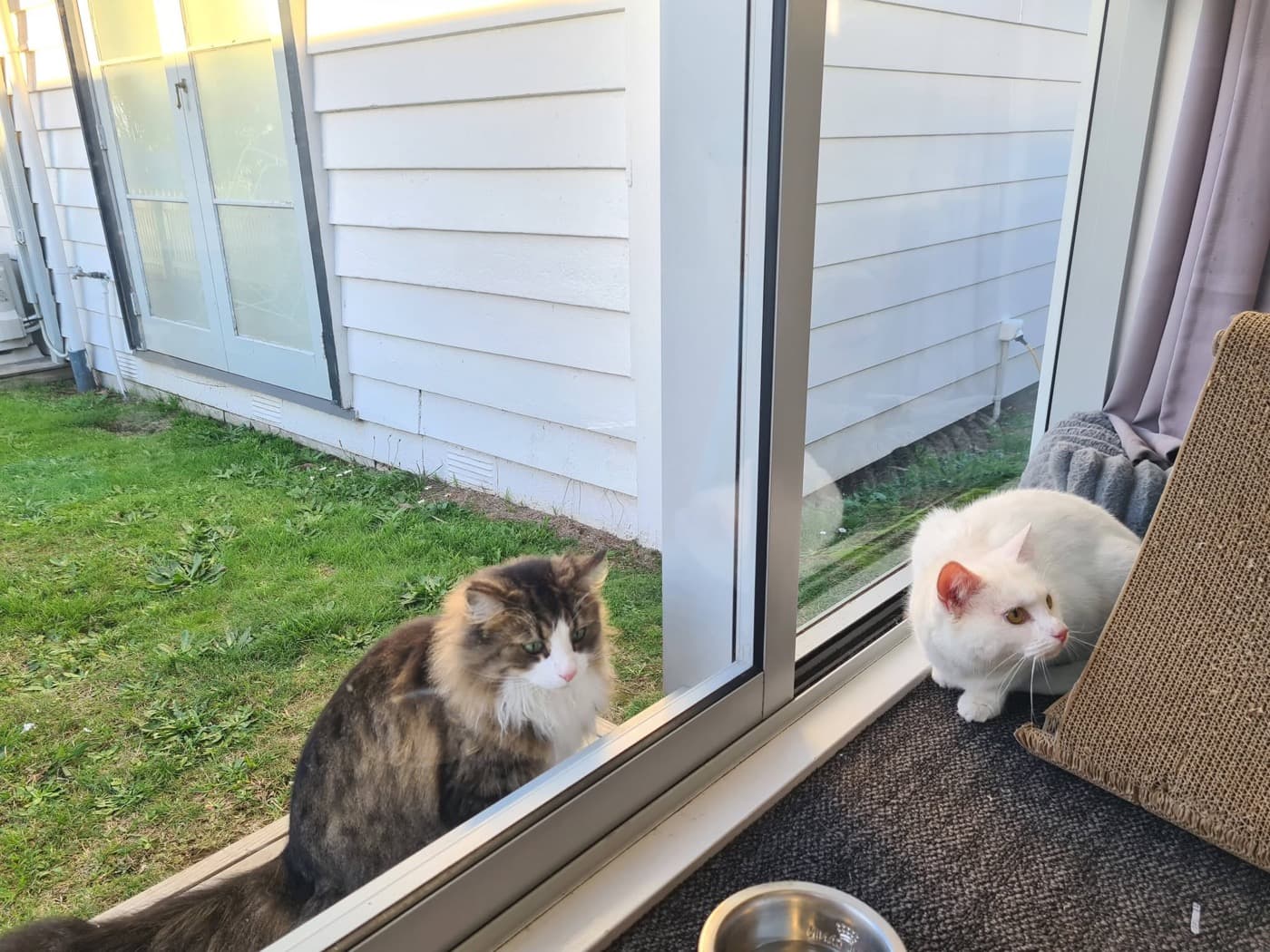 Two cats either side of a sliding door at the Moggy Manor cattery, eyeing each other up