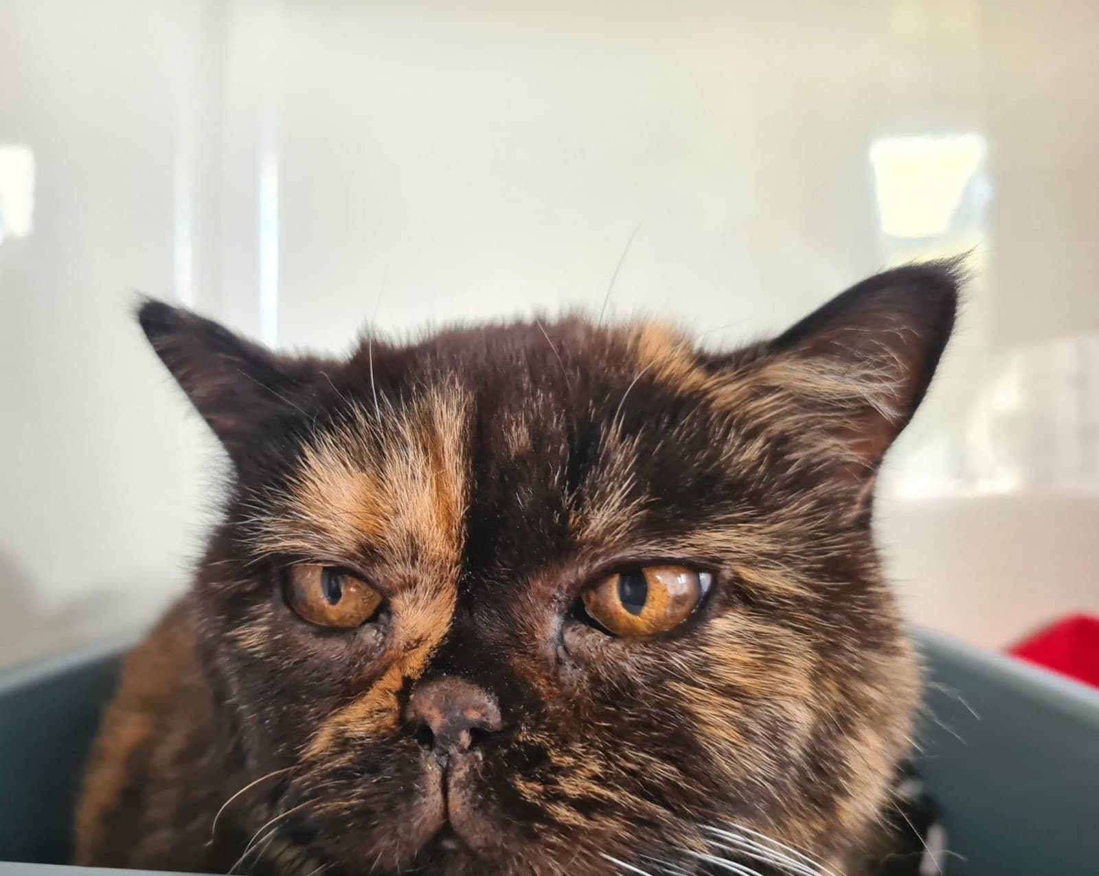 A thoroughly unimpressed tortoiseshell cat